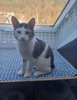 Lieber Paco sucht schönes Zuhause, gerne - Margetshöchheim