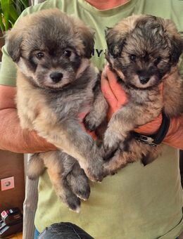 Pomskydoodle - Görgeshausen