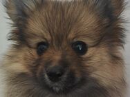 Pomeranian Zwergspitz Welpe zu vergeben