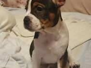 Franz.Bulldogge Beagle mix ( Freangle) - Werne