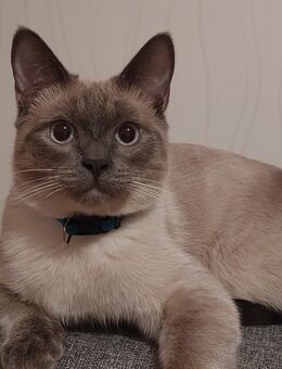 Reinrassige Siam-Thai Kater - Ronnenberg