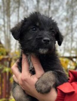 Welpe Ned 💕 - Kallmünz