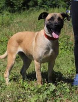 LUNA - lebhaft und sehr gelehrig - Overath