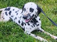 Liebenswerte Paca sucht Familie - Olsberg