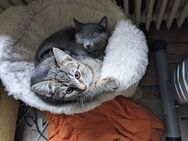 Maincoon-russischblau Mix Kätzchen Katerchen - Bad Harzburg