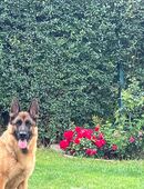 Deutscher Schäferhund 2 Jahre in 30982