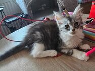 Maine Coon Katze ab sofort Abgabe - Rüsselsheim