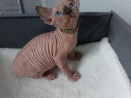 Wunderschöne Canadien Sphynx Kitten mit Tasthaaren - Bad Sassendorf