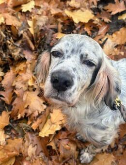 Vermittlungshilfe für Chase - Oberhausen