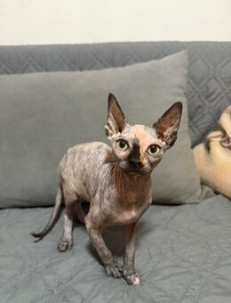 1 Süße Sphynx Kitten abzugeben - Wilhelmshaven