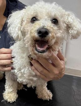 TOTO - das ganze Glück erleben dürfen - Overath