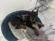 Dobermann Junghund “Tyson” sucht ein neues Zuhause - München Ramersdorf-Perlach