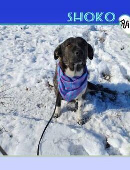 🤎SHOKO - GIBST DU MIR EINE CHANCE?🤎 - Alfeld (Leine)