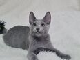 Russisch Blau Kitten in 74934