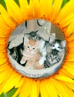 BKH Mix Kitten - Ölbronn-Dürrn