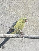 Bergsittich in 18233