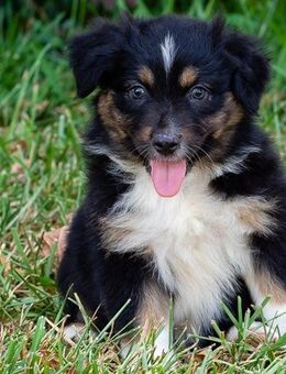 Bezaubernde Australian Shepherd Welpen mit ASCA Papiere, Impfung, Chip und EU Pass - München