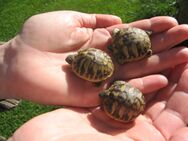 Griechische Landschildkröten Babys - Egenhofen