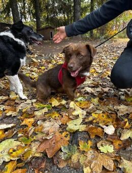 Wunderbarer kleiner Sonnenschein VITO ♥️ - München