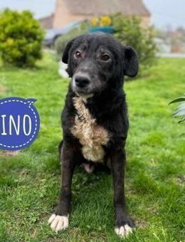Pino ein Traumwesen - Flörsheim-Dalsheim