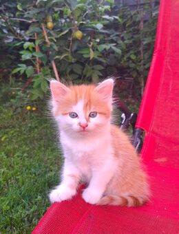 4х Sibirischen Waldkatze - Mix Kitten - Neustadt (Donau)