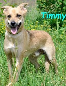 Timmy2 verspielt und fröhlich 03/23 - Ruppertsecken
