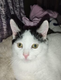 verkaufe Siam snowshoe Mix Kater 4 Monate alt - Beckum Zentrum