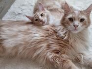 Maine coon kitten - Eppelborn