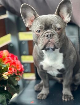 Französische Bulldogge Dame - Bautzen