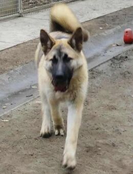 Alice - Energiebündel - Süderbrarup