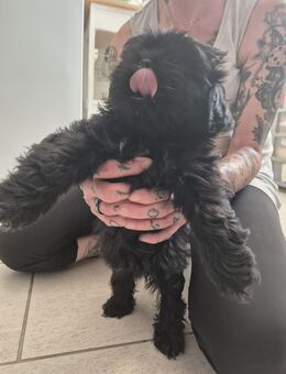 2 liebevolles Shih-Tzu Welpen abzugeben, - Frankfurt (Oder)