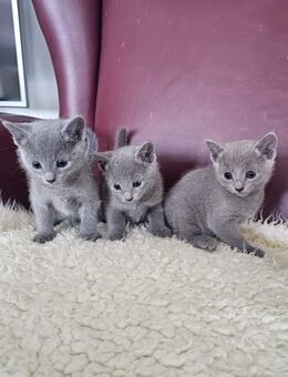 Russisch blau Kitten, reinrassig, beide Eltern mit Stammbaum - Königsbronn