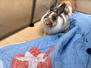 Hasen 6 Monate Alt - Villingen-Schwenningen