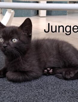 Kleiner BKH sucht ein neues Zuhause - Bochum Gerthe