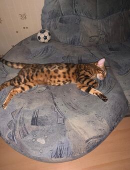 Bengalenkatze Cleo...geb.17.04.2019 - Oberhausen
