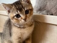 BKH nur noch ein Kater - Prien (Chiemsee)