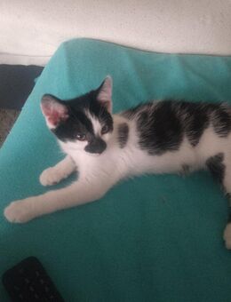 Kleiner Kater sucht ein neues zu Hause !!!😃 - Chemnitz