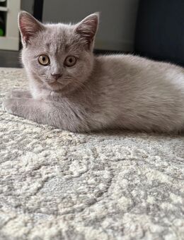 Kartäuser BKH kitten - Abgabebereit - Hamburg