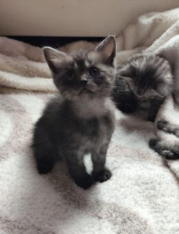 🐾 Süße Katzenbabys abzugeben – 7 kleine Fellnasen suchen ein Zuhause 🐾 - Dortmund