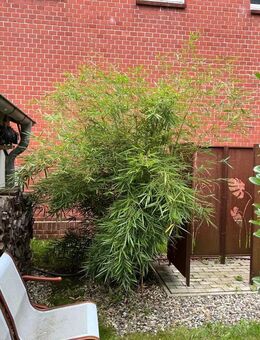 Charmanter 3-Zimmer-Bungalow mit Wintergarten in Ueckermünde - Ueckermünde