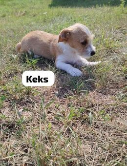 Keks - rauhaariger Mix sucht sein Glück - Berlin
