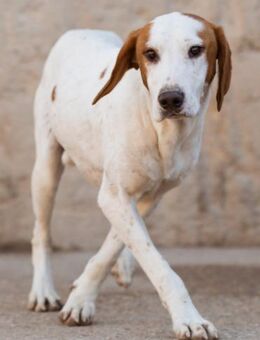 Bracken-Bub ♥Tilly♥ wahrer Sonnenschein - Hamburg