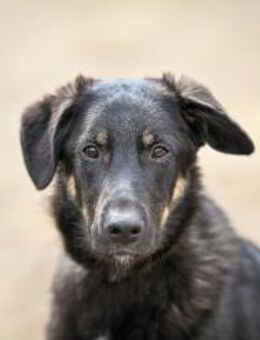 Tierheimhund Simba❤️sucht sein Zuhause - Rott (Inn)