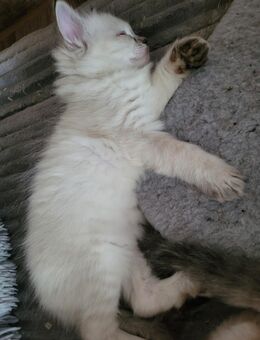 2 Ragdoll Kitten - Grünhain-Beierfeld