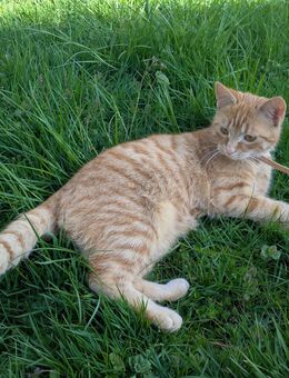 Katze orange kastriert kinderlieb - Gschwend