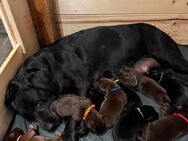 Labrador Welpen - Langlingen
