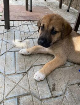 🌸Neugieriges Welpenmädchen Alma🌼🐶 - Eislingen (Fils)