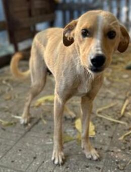 junge Hündin, Kiani, 52cm sucht Heim - Köln