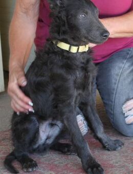 Szike ab 14.12.25 in 38268 Lengede/Nds. - Essen