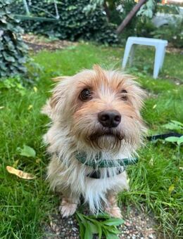 Tobi -ich bin ein 4-jähriger Yorkshire - Kassel